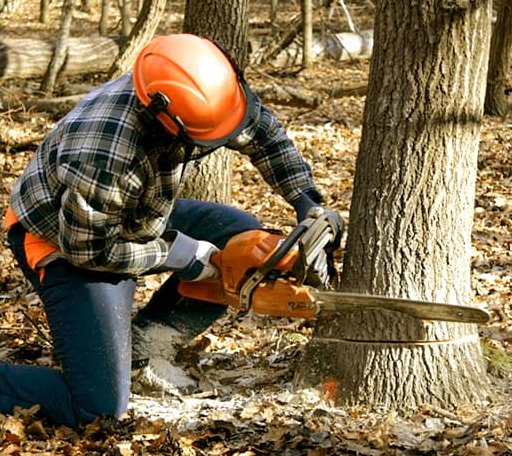 Tree Removal in Shirley, MA
